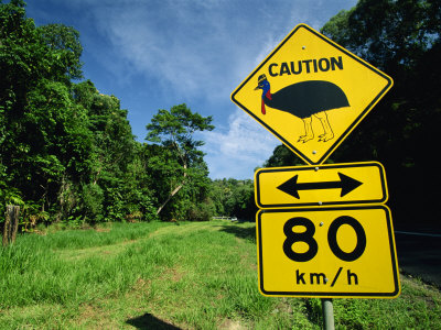 Warning Road Sign for Cassowaries Near Mission Beach, Northeast Coast of Queensland, Australia