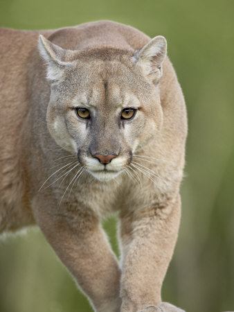 Mountain Lion or Cougar, in Captivity, Sandstone, Minnesota, USA