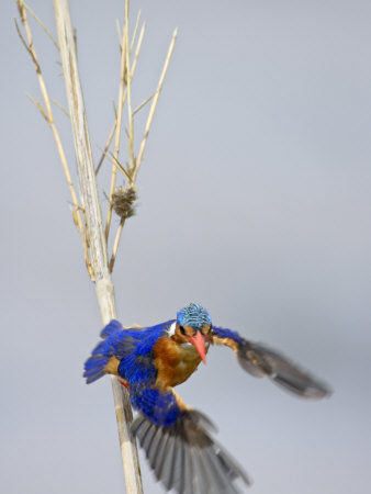 Malachite Kingfisher Taking Off, Greater Limpopo Transfrontier Park, South Africa