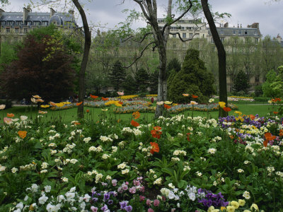 Poppies in Parc De Monceau, Paris, France, Europe