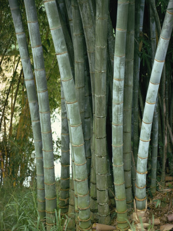 Bamboo Stems in the Peradeniya Botanical Gardens in Kandy, Sri Lanka