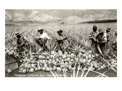 Harvesting Pineapples, Hawaii