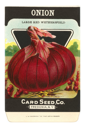 Onion Seed Packet