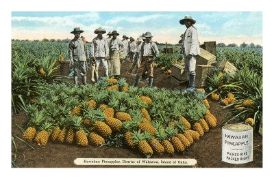 Pineapple Harvest, Oahu, Hawaii