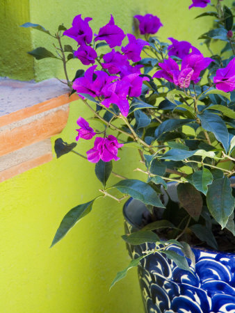 Bouganvilla in a Ceramic Pot, San Miguel De Allende, Guanajuato State, Mexico