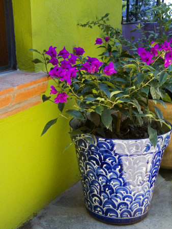Bouganvilla in a Ceramic Pot, San Miguel De Allende, Guanajuato State, Mexico