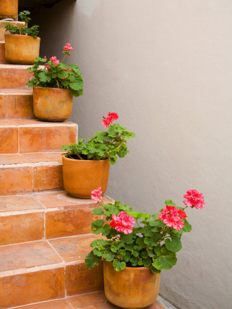 Flower Pots on Brick Stairs, San Miguel De Allende, Guanajuato State, Mexico
