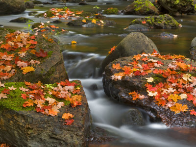Red Maple Leaves, Little Carp River, Porcupine Mountains State Park, Michigan, USA