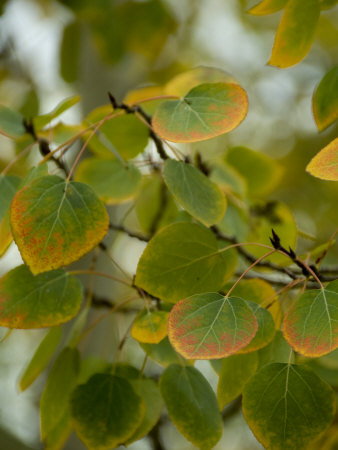 Aspen Leaves Turning Color, Vail, Colorado, USA