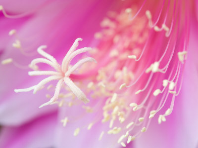 Center of Pink Cereus Blossom, Arlington, Virginia, USA