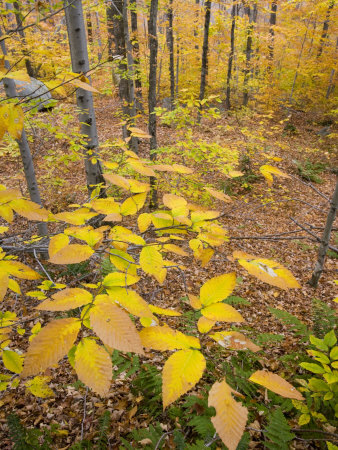 Northern Hardwood Forest, New Hampshire, USA