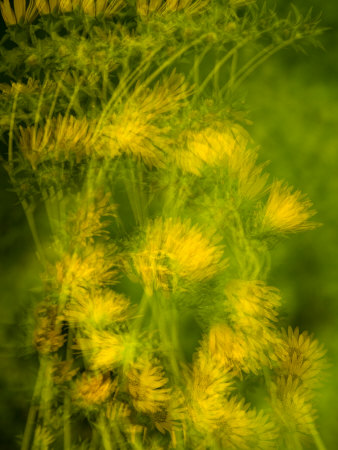 Yellow Flowers, Green Spring Gardens Park, Alexandria, Virginia, USA