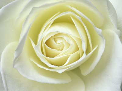 Close up details of white rose