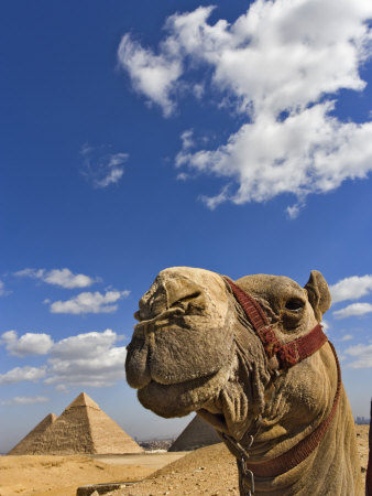 Camel and Pyramids Of Giza, Egypt