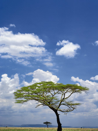 Umbrella Thorn Acacia, Serengeti National Park, Tanzania