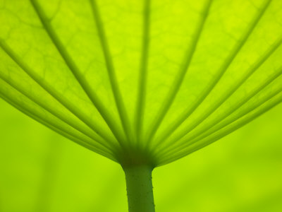 Underside of Lotus Leaf, Kenilworth Aquatic Gardens, Washington DC, USA