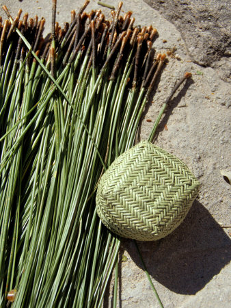 Pine Needles for Tarahumara Baskets, Copper Canyon, Mexico