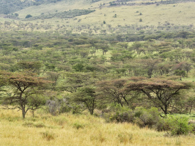 Acacia Forest, Serengeti National Park, Tanzania