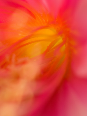 Pink Cereus Blossom, Arlington, Virginia, USA