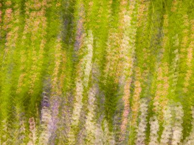 Green Spring Gardens Park, Alexandria, Virginia, USA