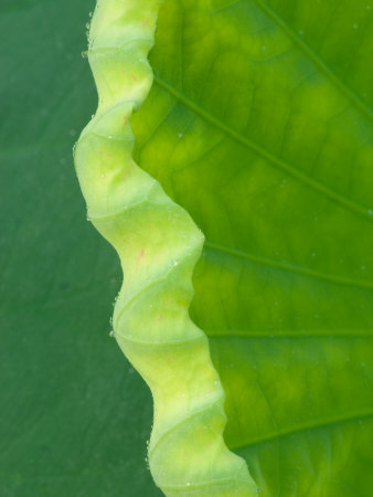 Edge of Lotus Leaf Uncurling, Kenilworth Aquatic Gardens, Washington DC, USA