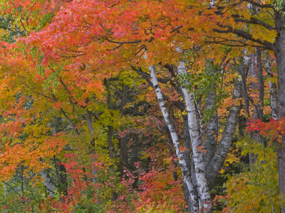 Colorful Maple Trees , Keweenaw Penninsula, Michigan, USA