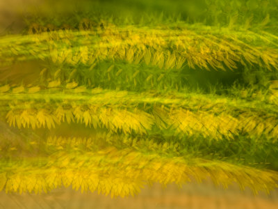 Yellow Flowers, Green Spring Gardens Park, Alexandria, Virginia, USA