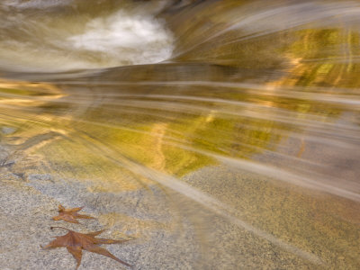 Maple Leaves Next To Flowing Water, Romero Pools, Tucson, Arizona, USA
