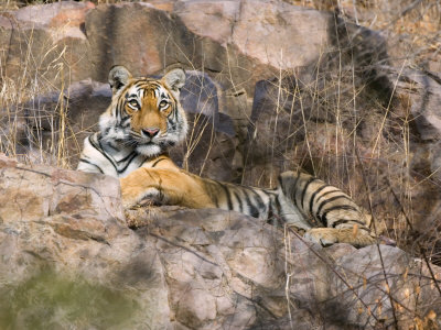 Tiger Resting on Cliff Face, Ranthambore National Park, Rajasthan, India