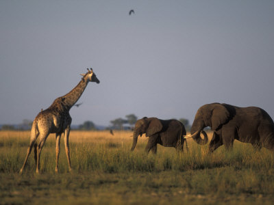 Elephant and Giraffe, Chobe River at Sunset, Chobe National Park, Botswana
