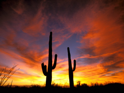 Saguaro Cactus at Sunset, Sonoran Desert, Arizona, USA