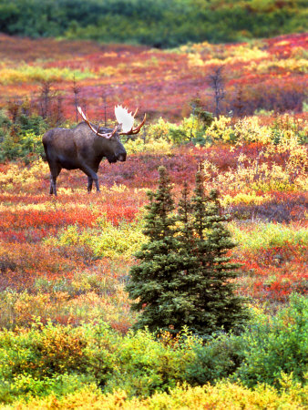 Bull Moose and Autumn Tundra, Denali National Park, Alaska, USA