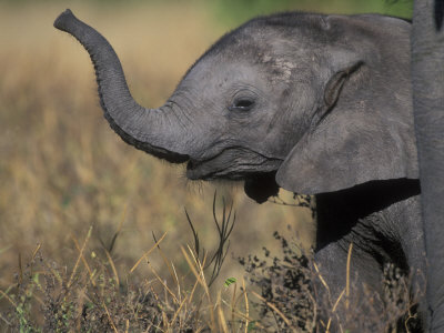 Young Elephant Calf at Mother