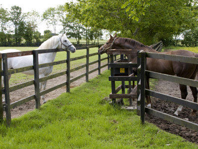 Breeding Thoroughbreds, County Kildare, Ireland