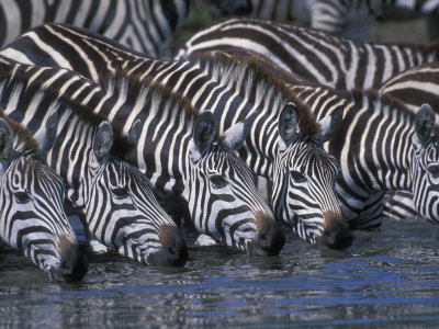 Plains Zebra Herd Drinking, Telek River, Masai Mara Game Reserve, Kenya