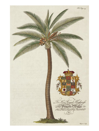 Coconut Palm