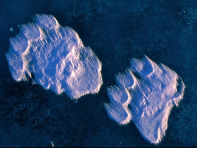 Polar Bear Tracks on Lake Ice after a Wind Blew the Loose Snow Away