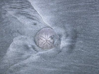 Buy Sand Dollar on a Beach, with Patterns of Gray Sand around It at AllPosters.com