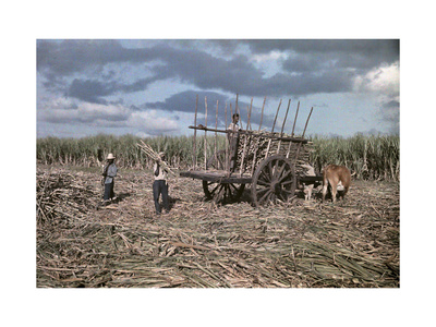 Men Load Cane, to Be Later Harvested, onto a Oxen-Pulled Cart