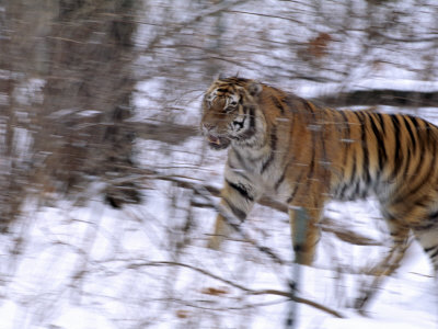 Captive Siberian Tiger (Panthera Tigris) Plays in the Snow