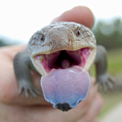 Eastern Blue-Tongued Lizard Acting Defensively after Being Picked Up