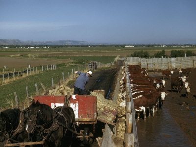Rancher Feeds Cattle Beet Pulp from a Sugar Factory