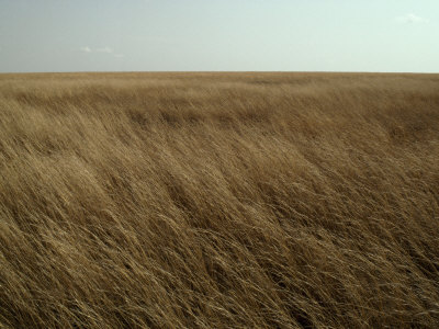 Dry Golden Sea of Grass Waves in the Wind on a Vast Plain
