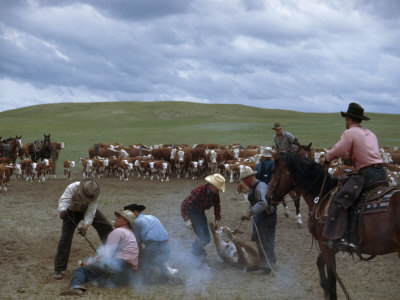 Cowboys Hogtie and Brand Cattle on the Abbott Ranch