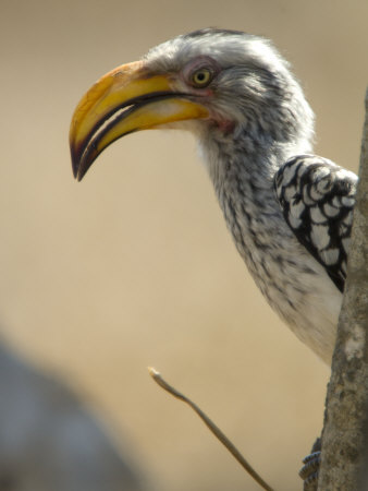 Portrait of a Southern Yellow-Billed Hornbill, Tockus Leucomelas