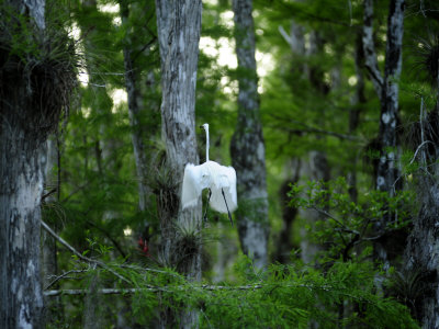 Great American Egret Takes Off from a Tree Branch
