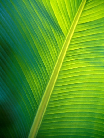 Iridescent Green Textured Ribs and Veins of a Backlit Banana Leaf