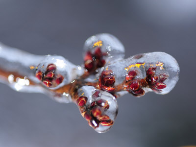 Ice Covered Buds on a Weeping Cherry Tree