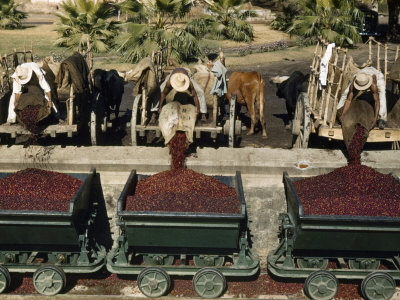 Men Deliver Ripe Coffee Berries to El Molino Mill for Processing