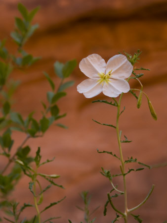 Wildflower Blooms on a Bank Along the Dolores River